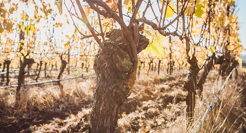 Crittenden Estate vines